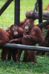 Orangutan discovers the value of using tools