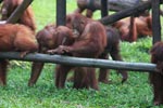 Young Orangutans learning to using tools [kalimantan_0578]