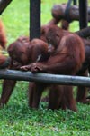 Young Orangutans learning to using tools [kalimantan_0580]