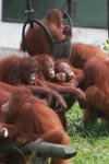 Young Orangutans hanging out