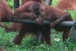 Young Orangutans learning to using tools [kalimantan_0589]