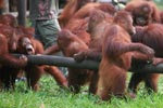 Young Orangutan attempts to sucks honey out of hollowed log