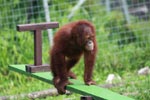 Young Orangutan plays on seesaw