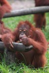 Orangutan discovers the value of using tools [kalimantan_0604]