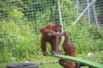 One Orangutan helps another on the seesaw