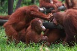 Young Orangutans learning to using tools [kalimantan_0611]