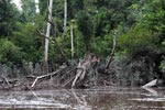 Logged tree in a peat swamp