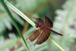 Red grasshawk dragonfly [kalimantan_9025]