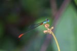 Red, green, and turquoise damselfly [kalimantan_9027]