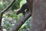 Borneo forest squirrel