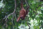 Baby Orangutan plays in tree