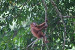 Baby Orangutan plays in tree [sumatra_0025]
