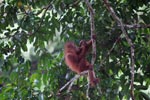 Baby Orangutan smells its hand