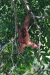 Baby Orangutan in Gunung Leuser National Park / Bukit Lawang
