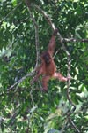 Baby Orangutan in Gunung Leuser National Park / Bukit Lawang [sumatra_0036]