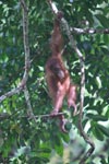 Baby Orangutan in Gunung Leuser National Park / Bukit Lawang [sumatra_0037]
