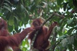 Mama Orangutan touches baby