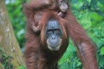 Mama Orangutan Carrying Baby [sumatra_0067]