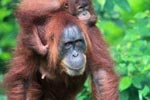 Mama Orangutan Carrying Baby [sumatra_0068]
