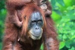 Mama Orangutan Carrying Baby [sumatra_0069]