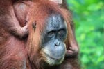 Mama Orangutan Carrying Baby [sumatra_0070]