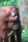 Mama Orangutan Carrying Baby [sumatra_0072]