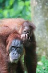 Mama Orangutan Carrying Baby [sumatra_0073]