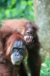 Mama Orangutan Carrying Baby [sumatra_0074]