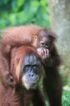 Mama Orangutan Carrying Baby [sumatra_0075]