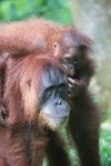 Mama Orangutan Carrying Baby [sumatra_0078]