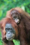 Mama Orangutan Carrying Baby [sumatra_0080]