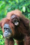 Mama Orangutan Carrying Baby [sumatra_0081]