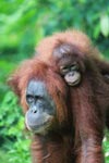 Mama Orangutan Carrying Baby [sumatra_0082]