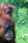 Mama Orangutan Carrying Baby [sumatra_0084]