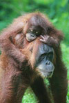 Mama Orangutan Carrying Baby