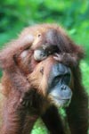 Mama Orangutan Membawa Bayi