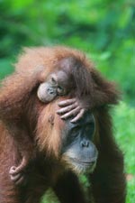 Mama Orangutan Carrying Baby [sumatra_0087]