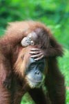 Mama Orangutan Carrying Baby [sumatra_0088]