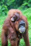 Mama Orangutan Carrying Baby [sumatra_0092]