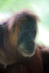 Orangutan di Bukit Lawang