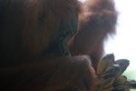 Orangutan in Bukit Lawang [sumatra_0095]