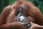 Mama Orangutan Carrying Baby [sumatra_0099]