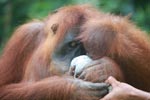 Mama Orangutan Carrying Baby [sumatra_0100]