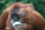 Mama Orangutan Carrying Baby [sumatra_0101]
