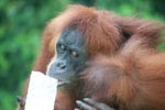Mama Orangutan Carrying Baby [sumatra_0102]
