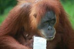 Mama Orangutan drinking water [sumatra_0104]
