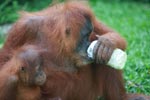 Mama Orangutan drinking water [sumatra_0105]