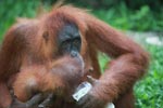 Mama Orangutan membantu bayi minum air