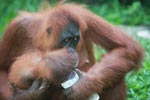 Mama Orangutan helps baby drink water [sumatra_0107]