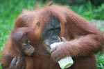 Mama Orangutan minum air
